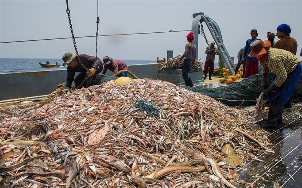 هرمزگان یکی از مراکز مهم تولید ماهیان خاویاری در کشور