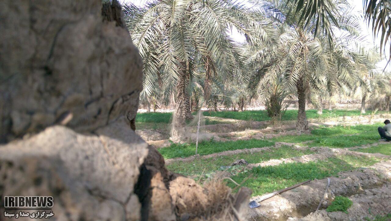 تا چشم کار می کند نخل است و نخلستان+ فیلم