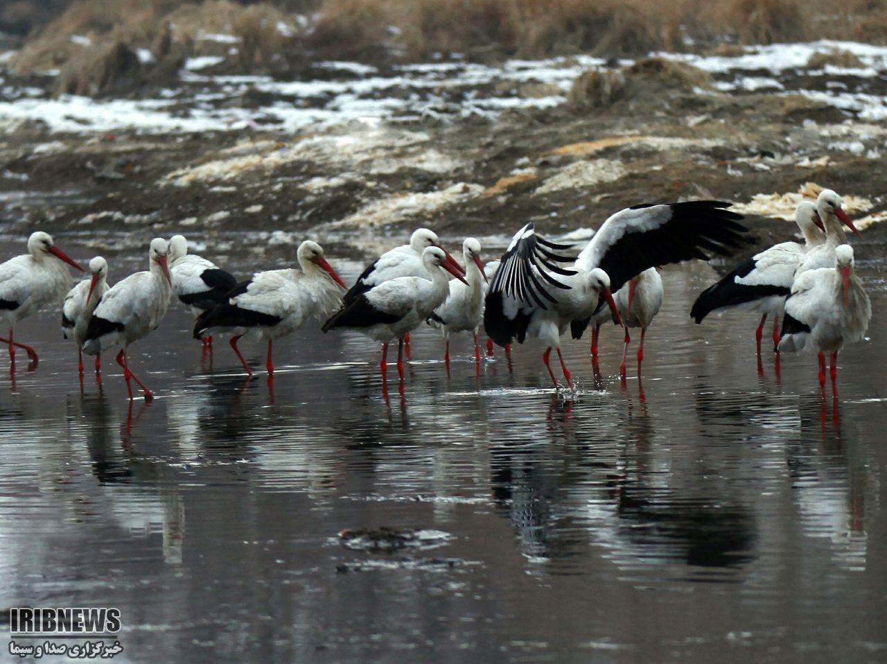 توصیه های زیست محیطی برای ماندگاری گونه های مختلف پرندگان مهاباد