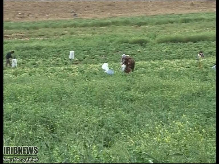 تاسیس انجمن ارگانیک در زنجان