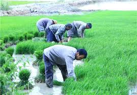 ممنوعیت کشت تابستانه در حوزه مارون ممنوعیت کشت تابستانه در حوزه مارون