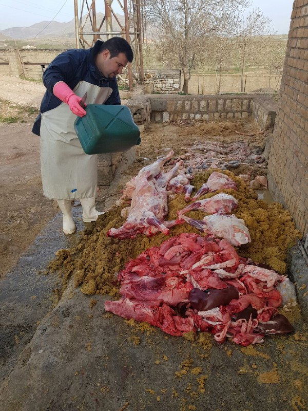 امحاء ۲۳ تن فرواده خام دامی ناسالم