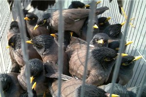 از دستگیری سارقان طلا فروشی تهران تا دستگیری قاتل فراری از دستگیری سارقان طلا فروشی تهران تا دستگیری قاتل فراری