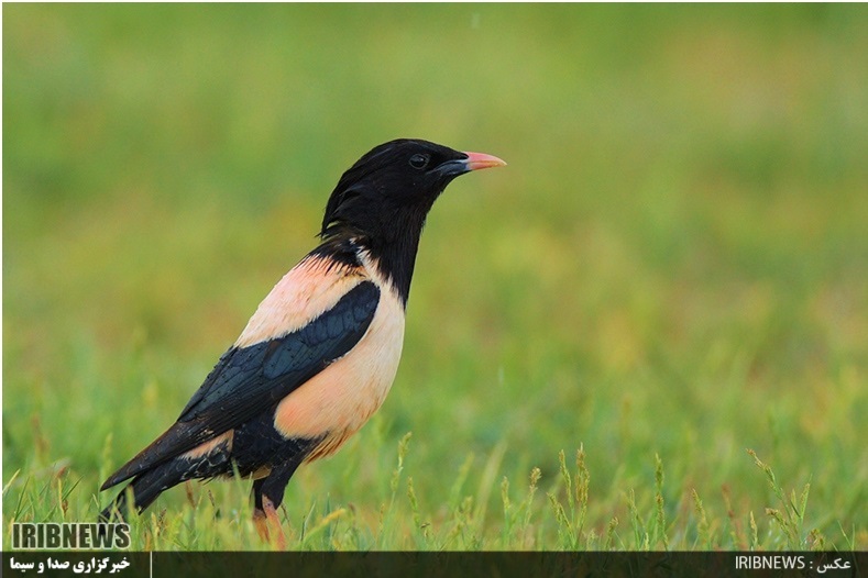 ورود بیش از پنج هزار قطعه گونه حمایت شده سار صورتی به پارس آباد