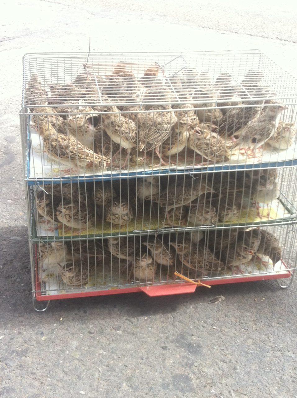 کشف محموله 150 قطعه ای پرنده توسط یگان حفاظت محیط زیست