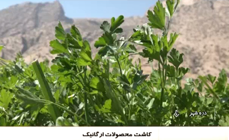 کشت محصولات ارگانیک در دره شهر + فیلم