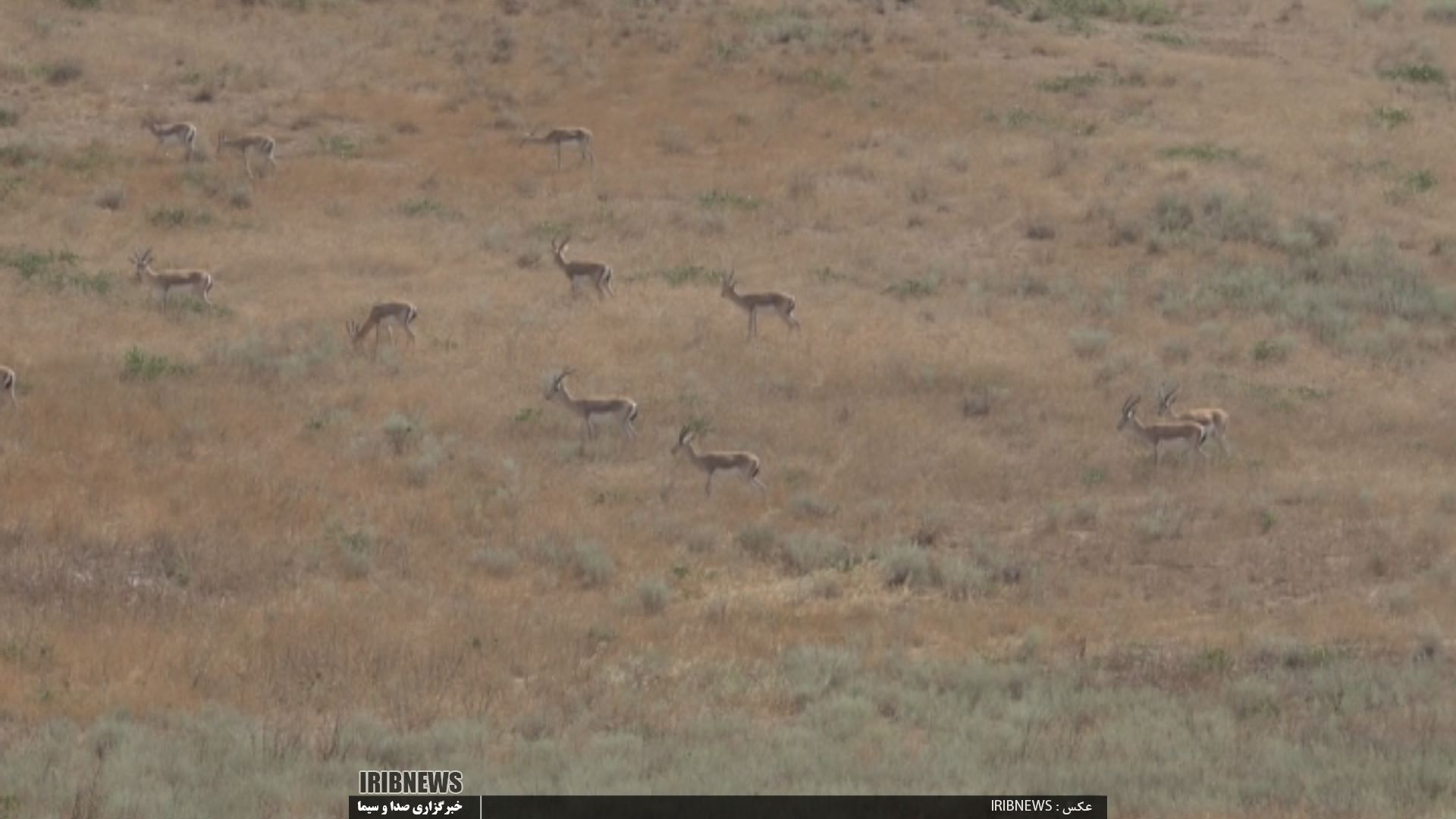 تولد ششمین آهوی مغان در پارس آباد