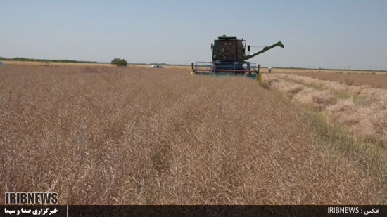 گزارش// تولید کلزا در کشت و صنعت مغان رکورد زد