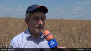 گزارش// تولید کلزا در کشت و صنعت مغان رکورد زد
