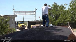 گزارش// تولید کلزا در کشت و صنعت مغان رکورد زد