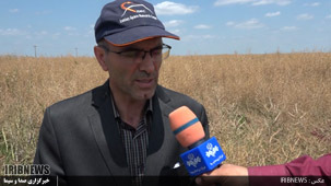 گزارش// تولید کلزا در کشت و صنعت مغان رکورد زد