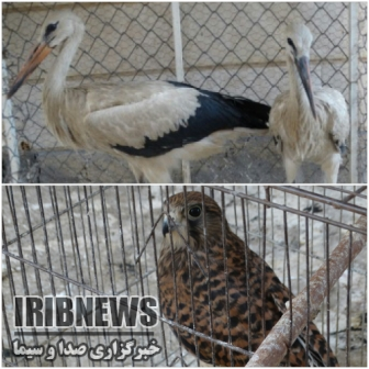 تحویل دو بال لک لک سفید و یک بهله دلیجه به محیط زیست مهاباد