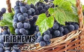 انگور سیاه محصولی ارگانیک و سرشار از آنتی اکسیدان انگور سیاه محصولی ارگانیک و سرشار از آنتی اکسیدان