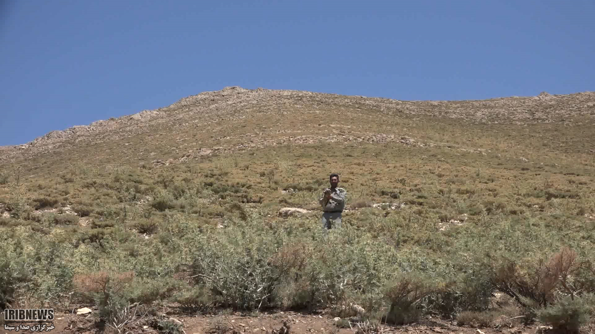 رهاسازی یک بهله عقاب طلایی نادر در کوهرنگ