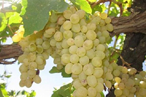 آغاز برداشت انگور از تاکستان ها