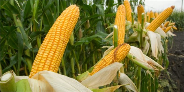 اختصاص بیش از ۱۵۰۰ هکتار به کشت ذرت دانه ای اختصاص بیش از ۱۵۰۰ هکتار به کشت ذرت دانه ای