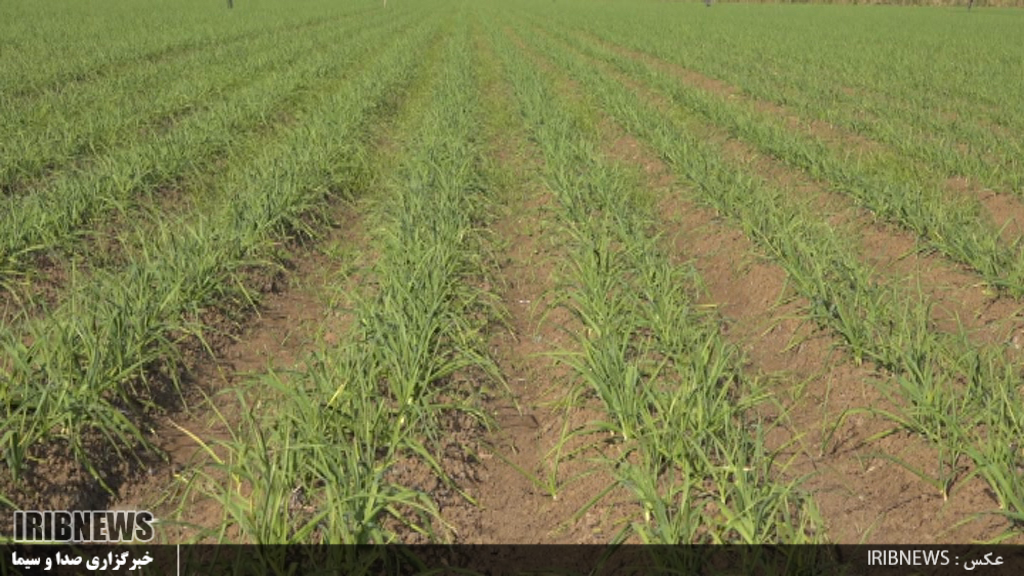 کشت یک هزار و 200 هکتار سیر در پارس آباد 