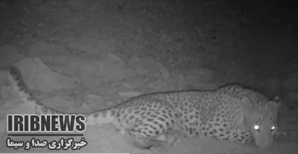 ثبت تصویر یک قلاده پلنگ در شهرستان بندرلنگه ثبت تصویر یک قلاده پلنگ در شهرستان بندرلنگه