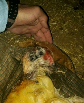 تولد بزغاله دو سر در رفسنجان تولد بزغاله دو سر در رفسنجان