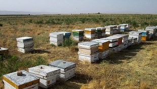 ثروت های فراموش شده کندوی عسل