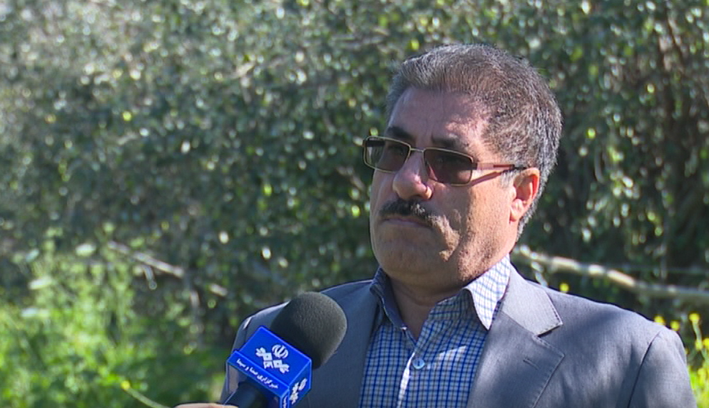 پیشبینی برداشت 800 تن کنار پیوندی از باغهای دشتی پیشبینی برداشت 800 تن کنار پیوندی از باغهای دشتی