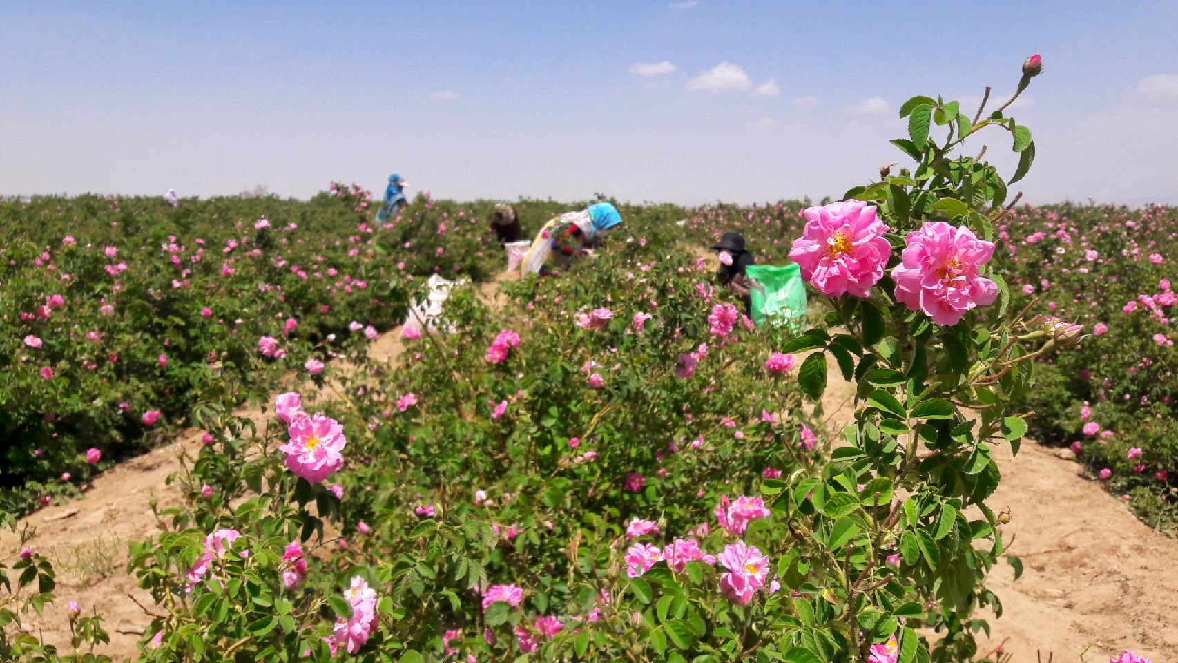 برداشت گل محمدی در شهربابک