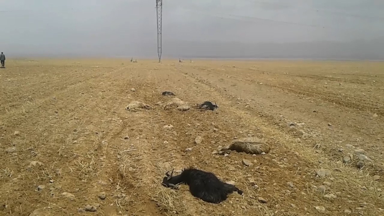 تلف شدن 400 راس دام در شهرضا و دهاقان