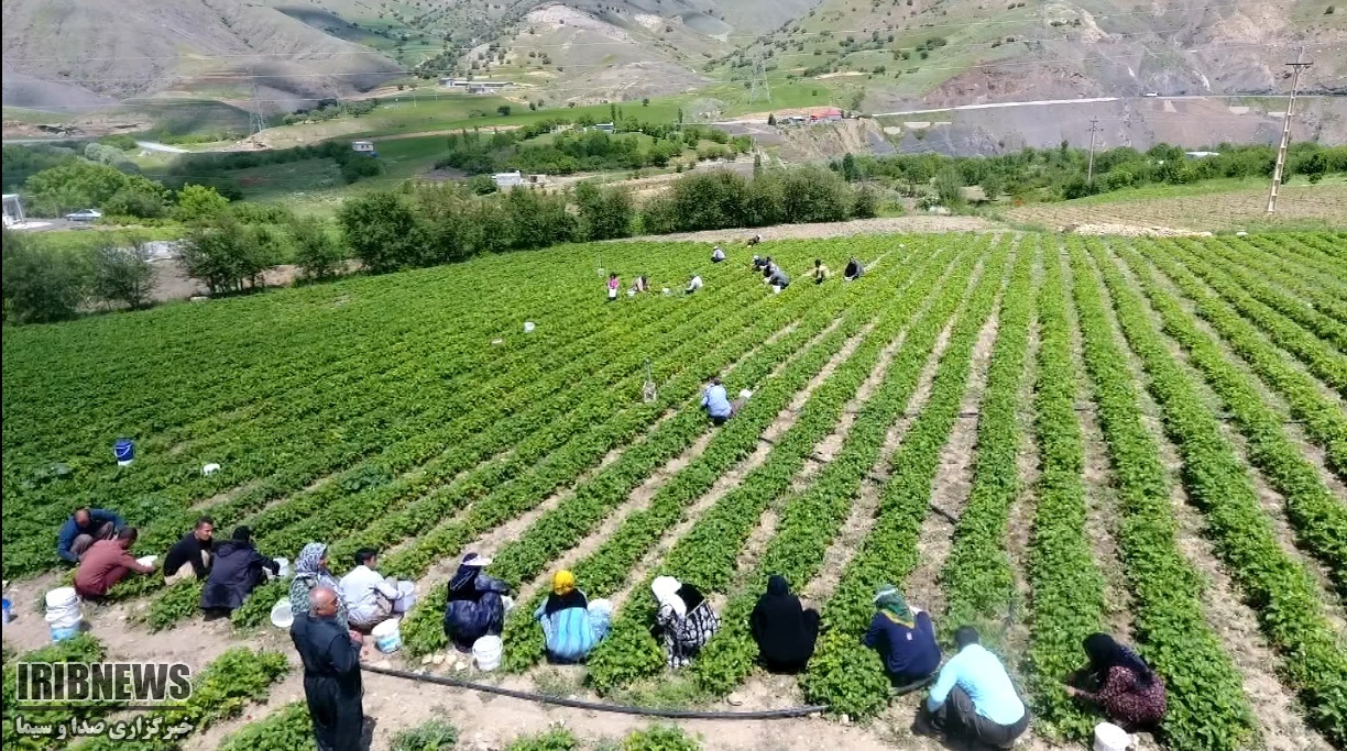 توت فرنگی کُردستان عاری از سم و کود