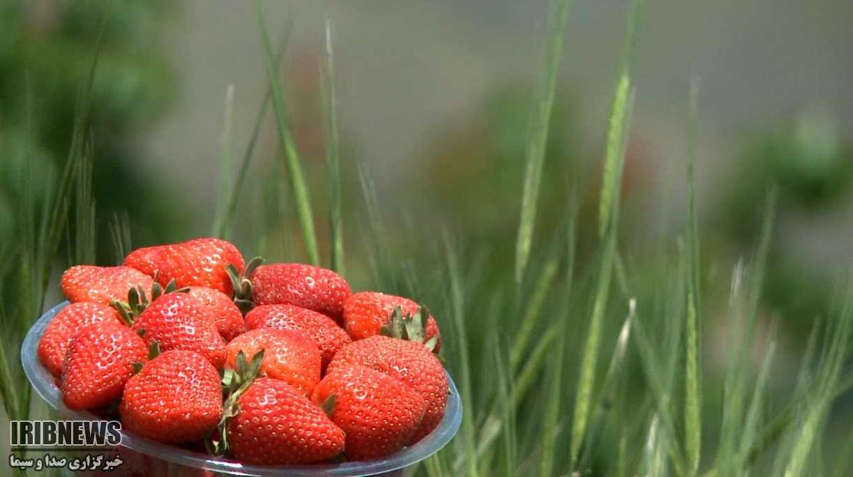 توت فرنگی کُردستان در سبد نوبرانه