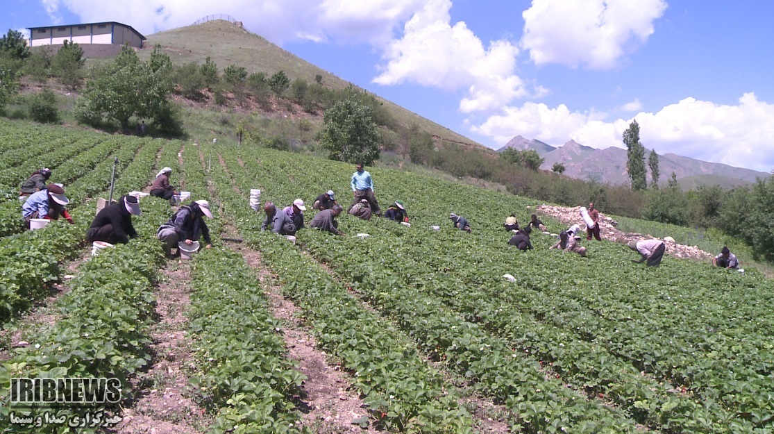 توت‌فرنگیِ کُردستان؛ پیشرو، ارگانیک، حافظِ خاک و رقیبِ نفت