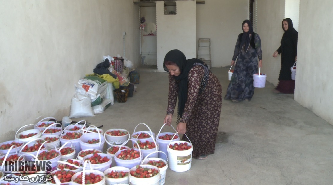 توت‌فرنگیِ کُردستان؛ پیشرو، ارگانیک، حافظِ خاک و رقیبِ نفت