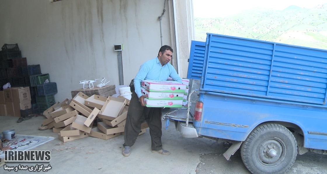 توت‌فرنگیِ کُردستان؛ پیشرو، ارگانیک، حافظِ خاک و رقیبِ نفت