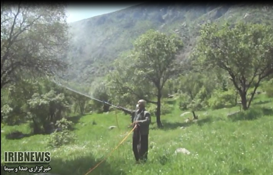 آغاز عملیات مبارزه با آفت پروانه جوانه خوار بلوط درجنگل های سروآباد آغاز عملیات مبارزه با آفت پروانه جوانه خوار بلوط درجنگل های سروآباد