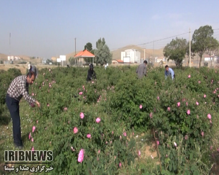 برداشت بیش از هشت تن گل محمدی ارگانیک+فیلم