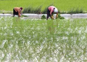 کشت لوبیا در مزارع استان جایگزین برنج