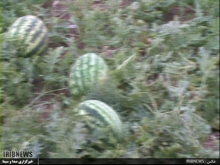 کشت خربزه و هندوانه با آبیاری قطره ای در کوثر