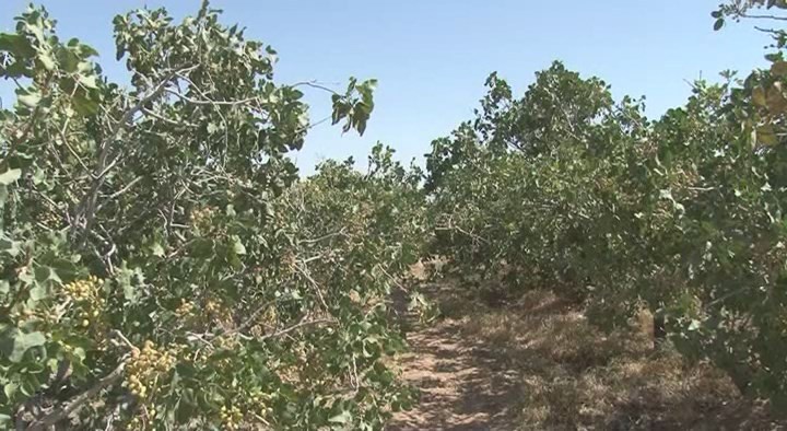 کاهش 90 درصدی تولید پسته در خور وبیابانک