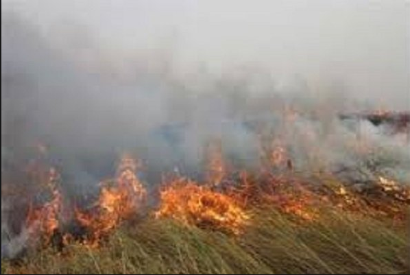 آتش سوزی25 هزار هکتار از تالاب هورالعظیم آتش سوزی25 هزار هکتار از تالاب هورالعظیم