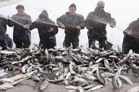 رونق صید ماهیان استخوانی در گیلان