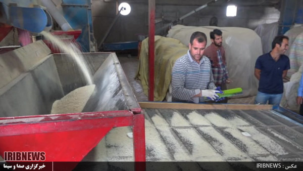 پارس آباد ، قطب تولید برنج باکیفیت در شمالغرب کشور