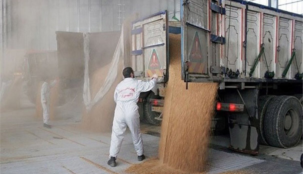 رتبه اول کشوری پارس آباد در خرید تضمینی محصولات کشاورزی