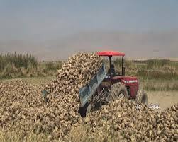 برداشت۷۰ درصد چغندرقند اسدآباد