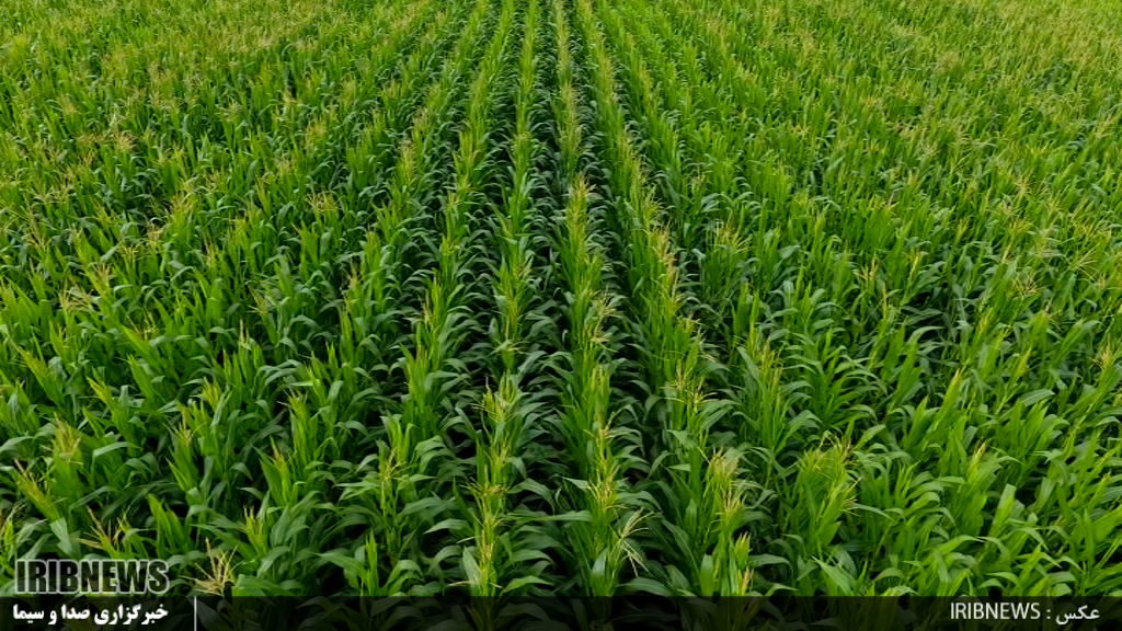 تولید 70درصد بذر ذرت مورد نیاز کشور در پارس آباد