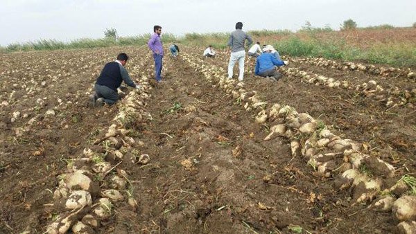 رونق تولید شکر با حمایت از چغندرکاران