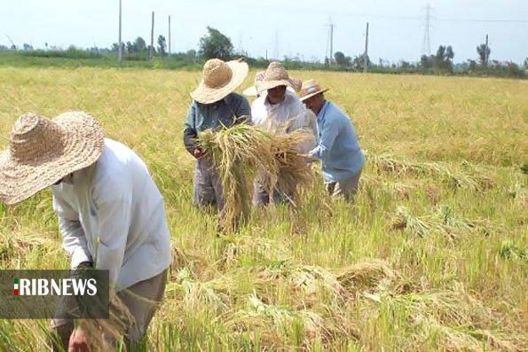 معرفی بهره برداران نمونه ملی در استان معرفی بهره برداران نمونه ملی در استان