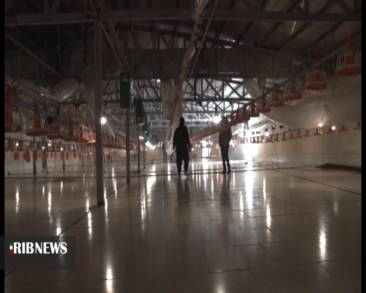 مرغدار مهابادی رکوردار تولید مرغ سبز کشور مرغدار مهابادی رکوردار تولید مرغ سبز کشور