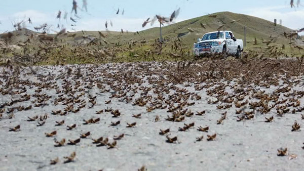 ضرورت راه اندازی آمادگاه کنترل ملخ