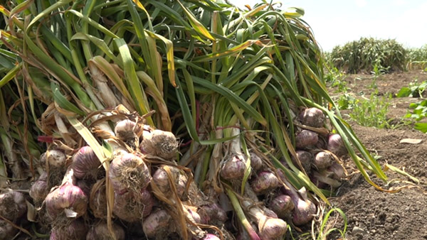 یک دل سیر گلایه از کاهش قیمت سیر