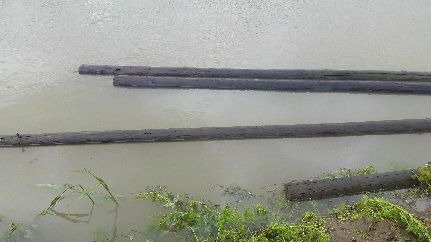 آبگرفتگی خزانه های برنج در بندر انزلی