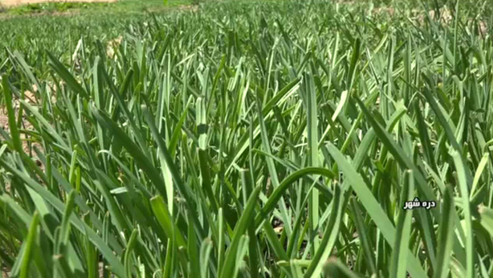 رونق تولید محصولات ارگانیک در دره شهر+گزارش